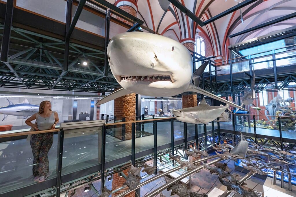 Originalgroße Modelle von Haien und Rochen scheinen zwischen den Ausstellungsebenen im MEERESMUSEUM zu schweben (Foto: Anke Neumeister/Deutsches Meeresmuseum)