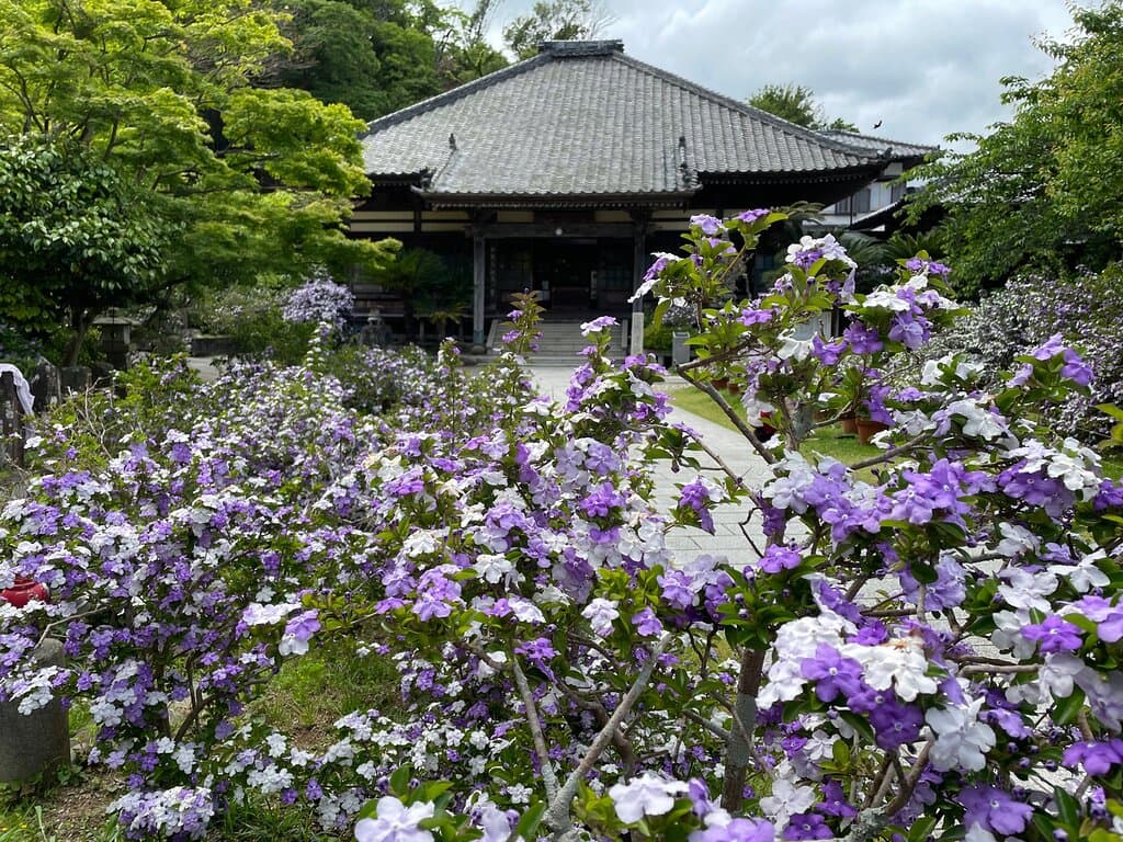 境内には1000株を超えるアメリカンジャスミンを植えております。 ５月に見頃を迎え、紫と白の花が咲き誇ります。