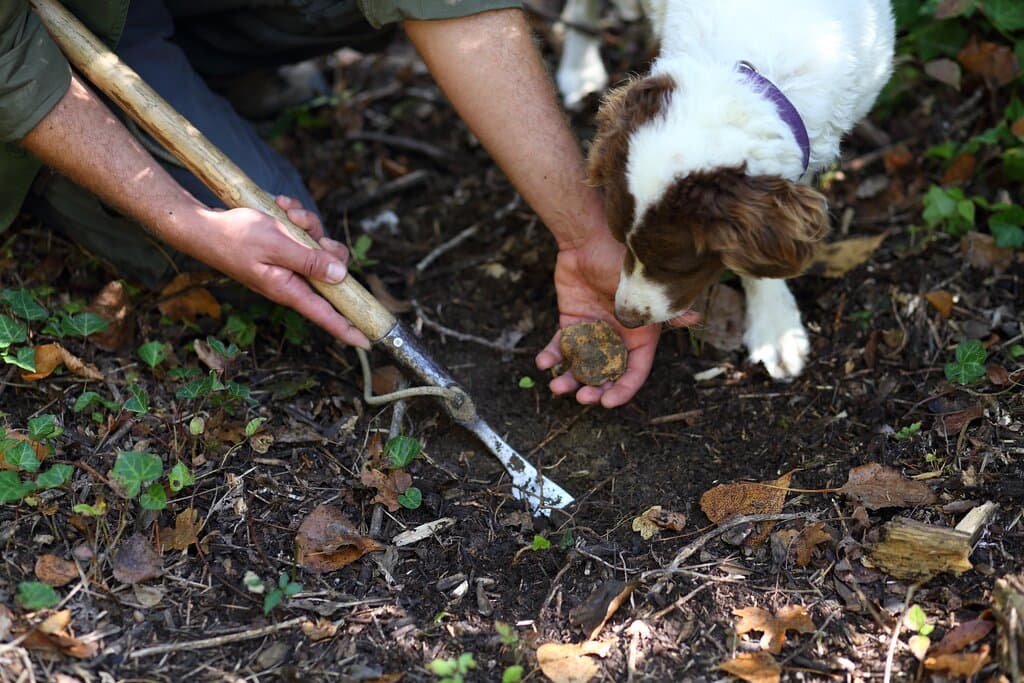 White truffe season - Truffle hunting experience in San Miniato - Tuscany - Italy 