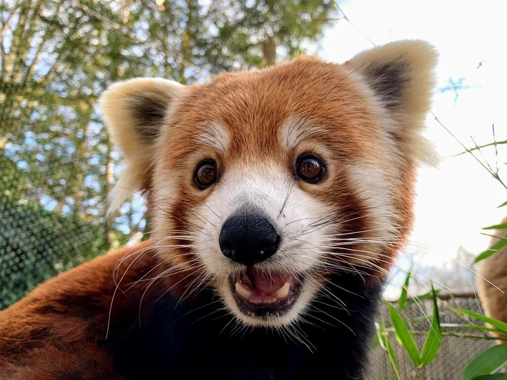 Embark on a wild adventure at the Erie Zoo & Botanical Gardens!   Home to 300+ amazing animals, lush gardens, and interactive experiences, it’s the perfect spot for family fun. Ride the train, explore engaging exhibits, and connect with wildlife up close.   Open daily 10 AM–5 PM (last entry 4:15 PM) from March 1–Nov 30.   Whether you're here for a quick visit or a full day of exploration, unforgettable memories await!