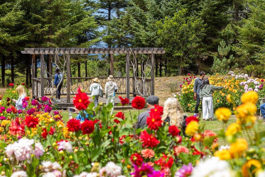 Peek-a-boo view of the Pacific Ocean from the MCBG Dahlia Garden during peak bloom in August