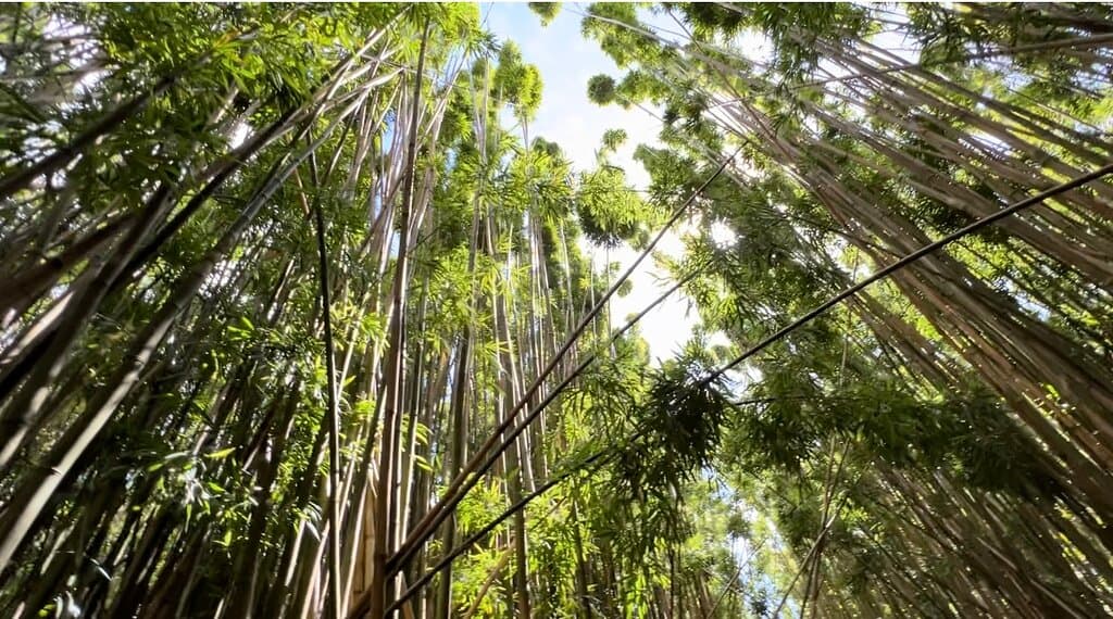 Keputih Bamboo Forest
