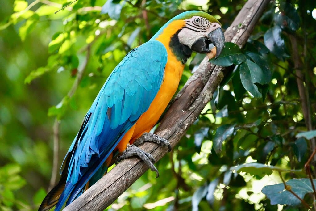 Birds of Eden Plettenberg Bay