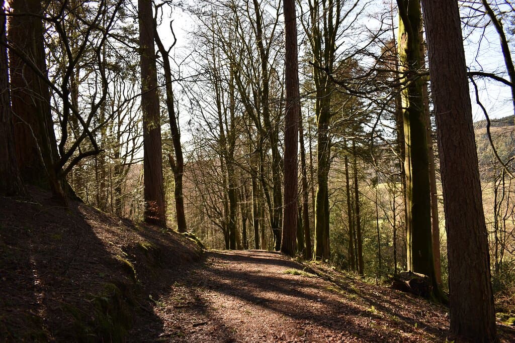 Walking trails at Grizedale Forest