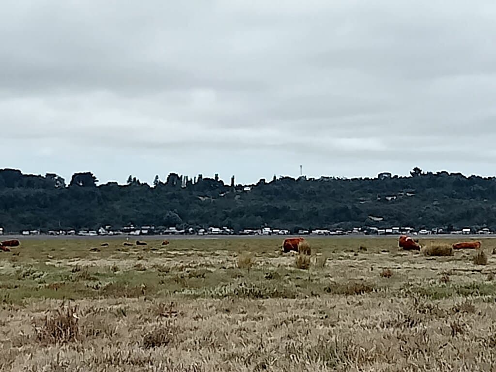 Coihuín costanera. Puerto Montt. Los Lagos, Chile. February 2025.