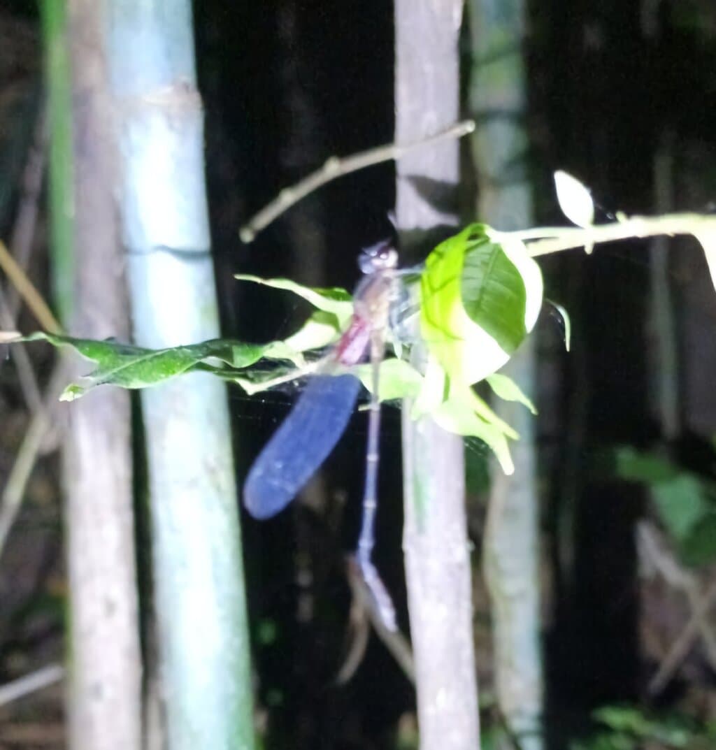 Erick and Bernie are wonderful guides; experienced, and patiently accomodating to a senior old lady. We wandered at a relaxed pace for 2 hours, and the time flew by. They even offered door to door pick up service! Highlight included seeing a 🦜 parrot snoozing with head tucked under its weight, miniature moths and frogs, and a leaf cutter ant that could hold a stick a million times it's weight.