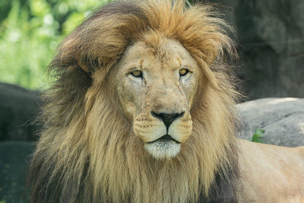 African lion