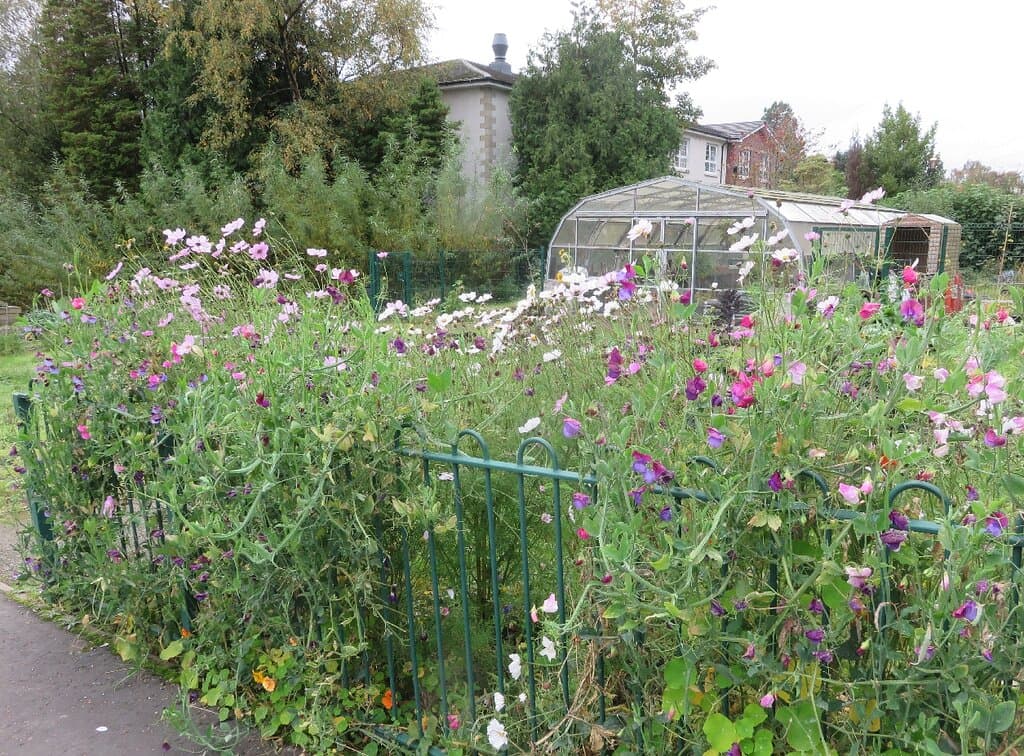 Flowers in the allotments at Hermitage Park