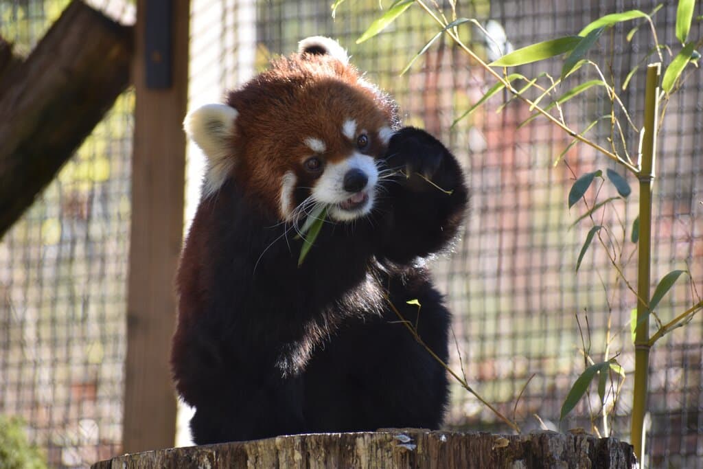 Red panda Phoenix