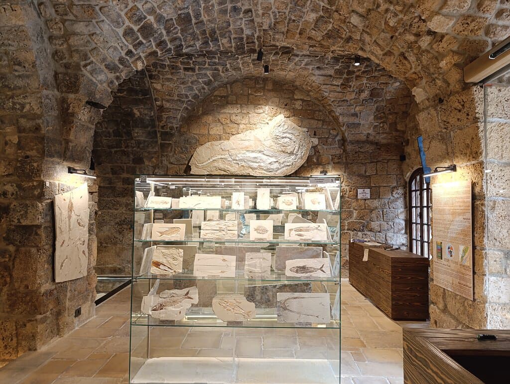 Memory of Time Fossil Museum