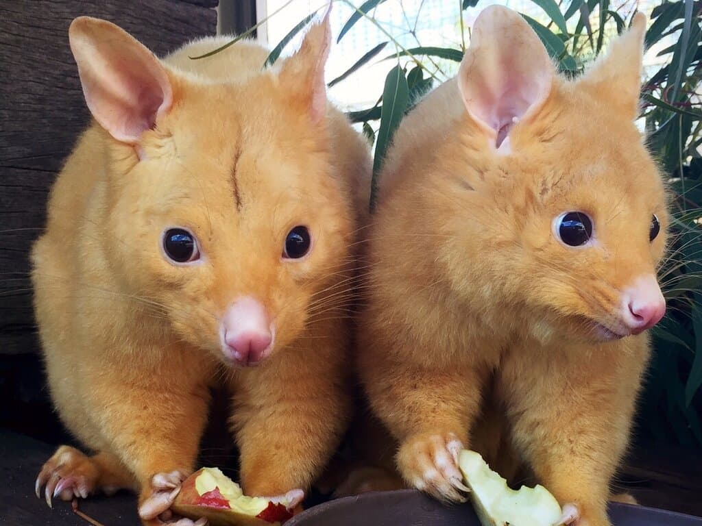 Learn about the friendly collection of native animals at the Australian Wildlife Park.