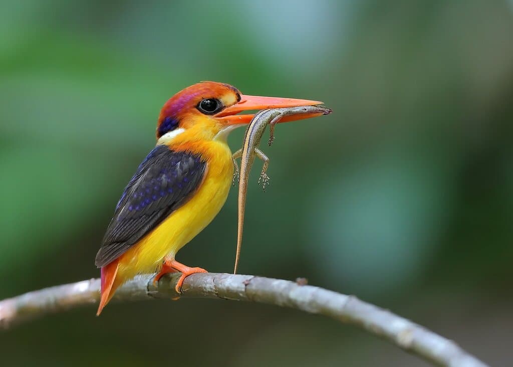 Oriental dwarf kingfisher (Ceyx erithaca), also known as the black-backed kingfisher or three-toed kingfisher, is a species of bird in the family Alcedinidae. A widespread resident of lowland forests in Sri Lanka