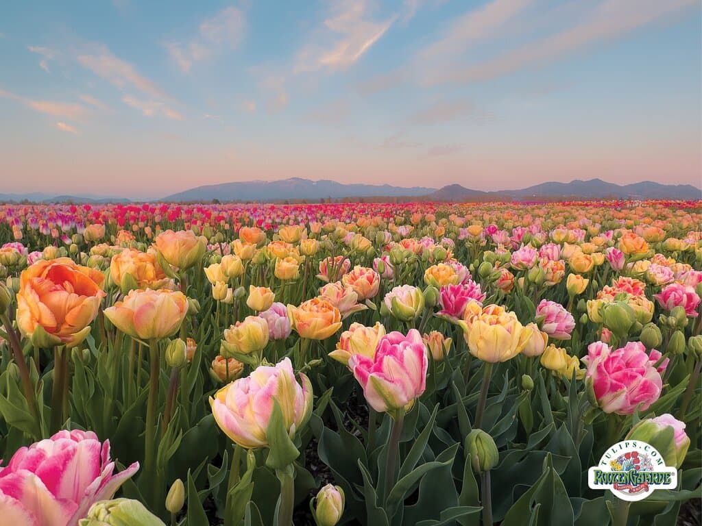 Spring’s gentle beauty is on full display at RoozenGaarde.