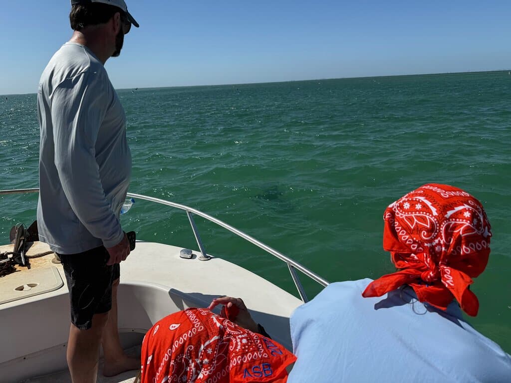Seeing the eagle ray