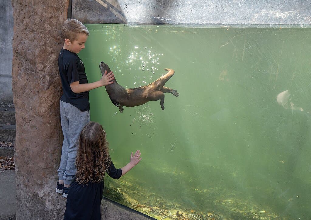 Interact with our North American River Otter
