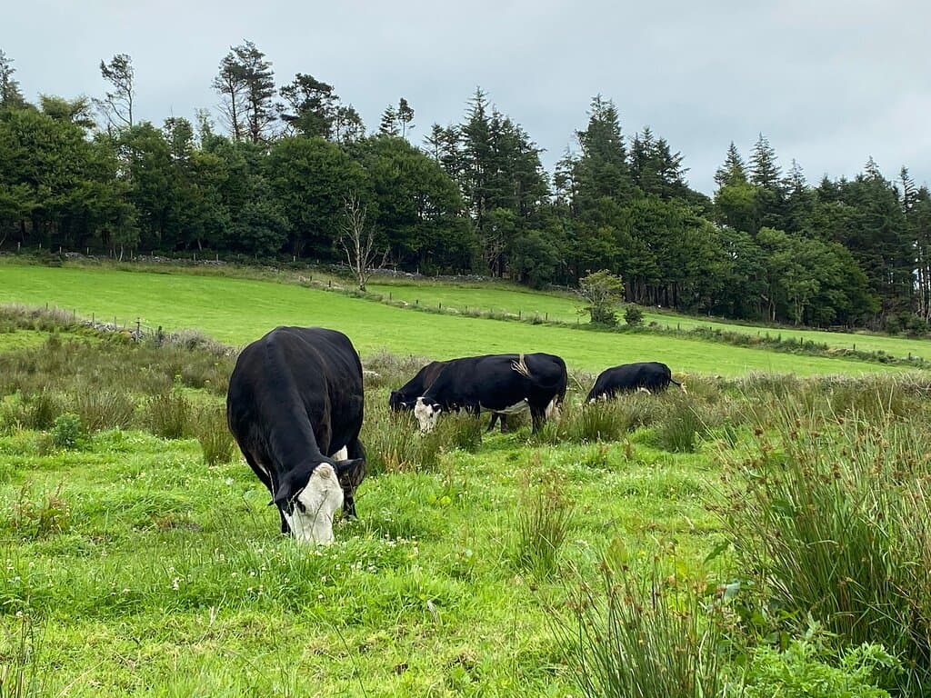 Knocknarea Queen Maeve's Trail