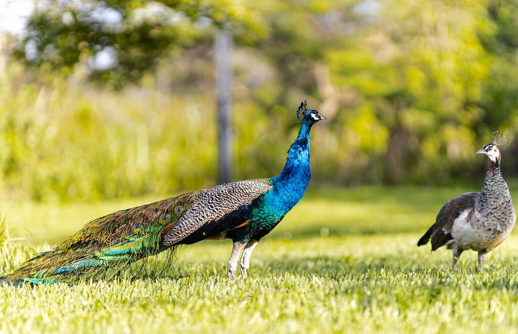 For avitourists, Over 200 species can be spotted at the park.