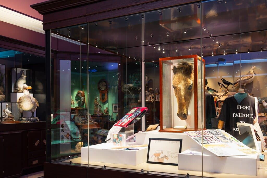 The Cabinet of Curiosities Gallery. Photo by Amy Sanderson