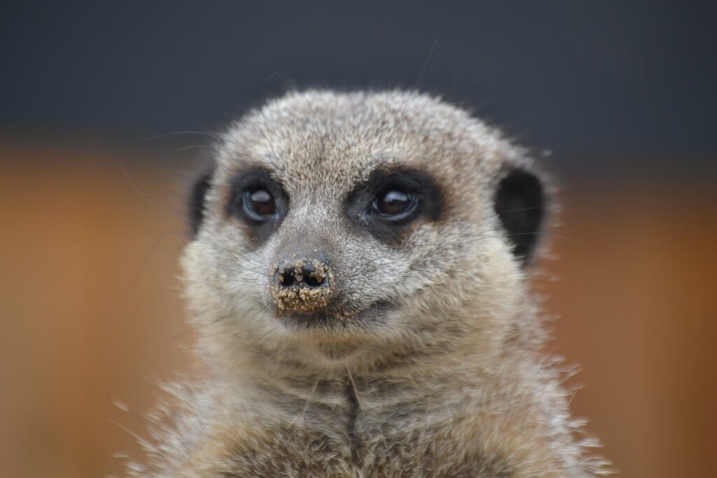 We are a small working farm open to the public. We are owned by Barnsley College and as such have students on site on weekdays during term time. They study animal care, agriculture, horticulture and dog grooming. We have a wide variety of animals on display as well as a cafe and gift shop.