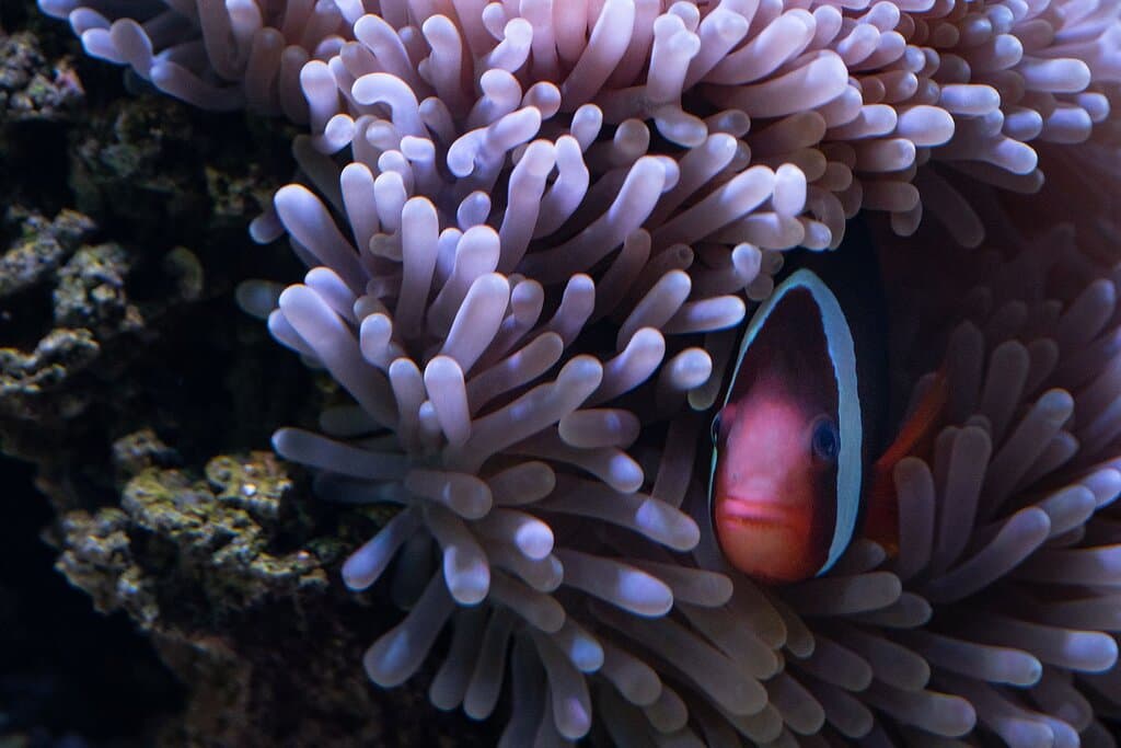 Spoiler alert: Nemo’s not lost, he’s right here.