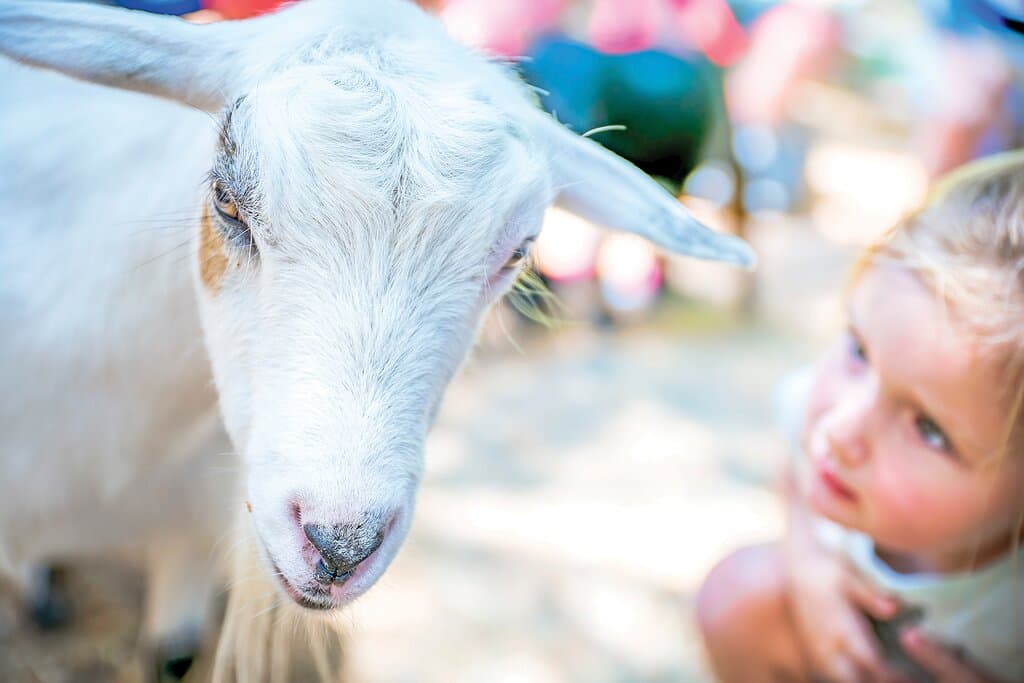Welcome to the all-new Green Meadows Petting Farm, reopened in April 2025 at beautiful Lancaster Ranch Park in Kissimmee, Florida!  Interact and celebrate with our four-legged friends and more. Ideal for a Orlando park break, younger children and school trips.