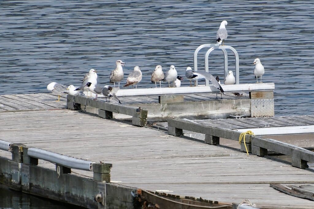 Variety of gull species at the nearby dock.