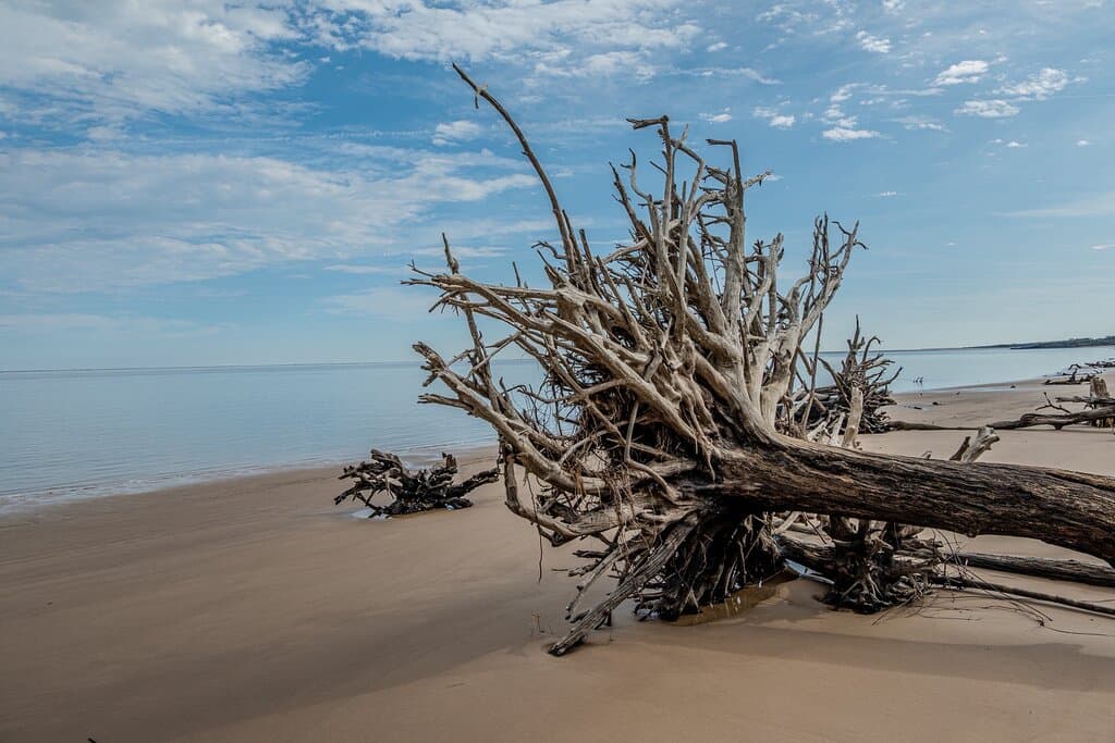 Trees around Boneyard Beach
