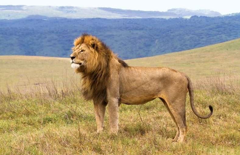 Savanna Picnic with Wildlife Views