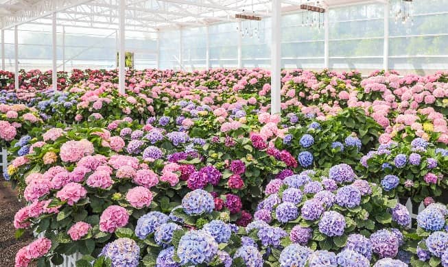 Hydrangea Garden