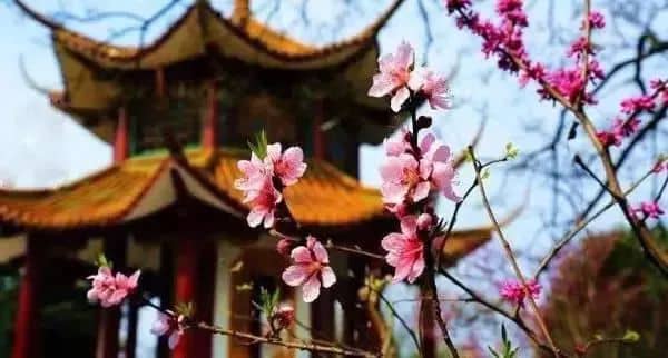 Spring Flower Garden