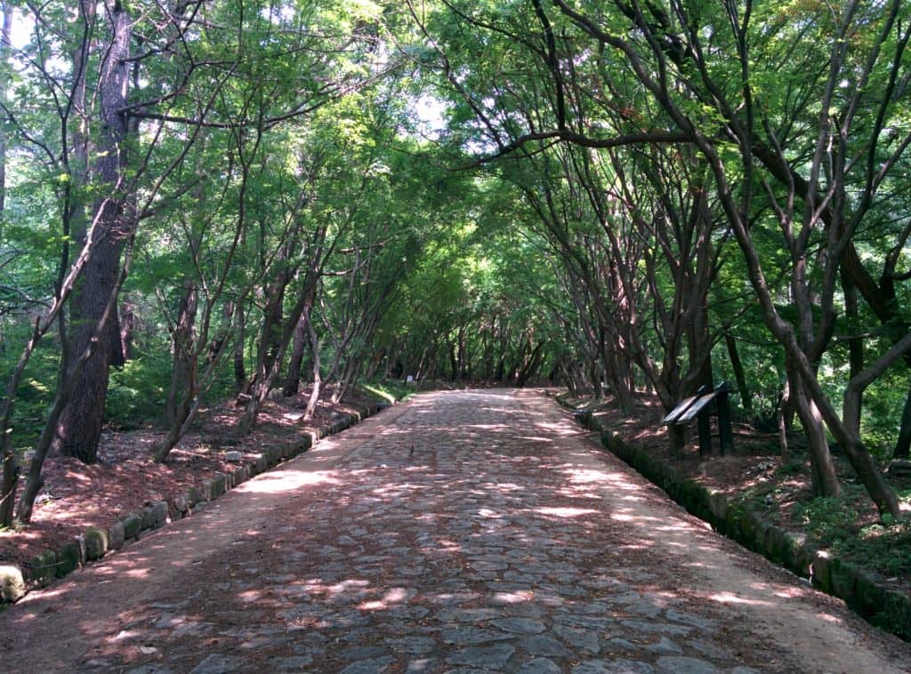 Mountain Forest Walk