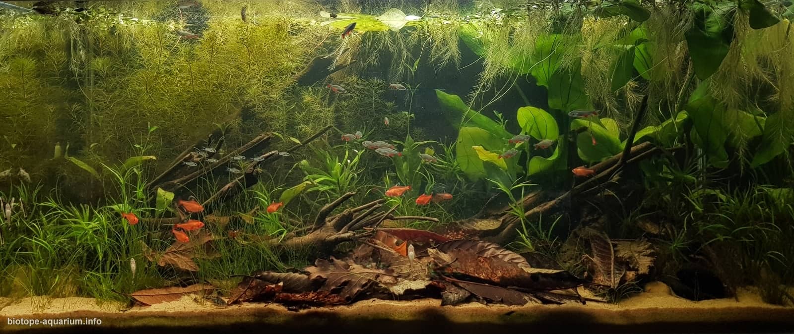 Paraná River Delta Environments