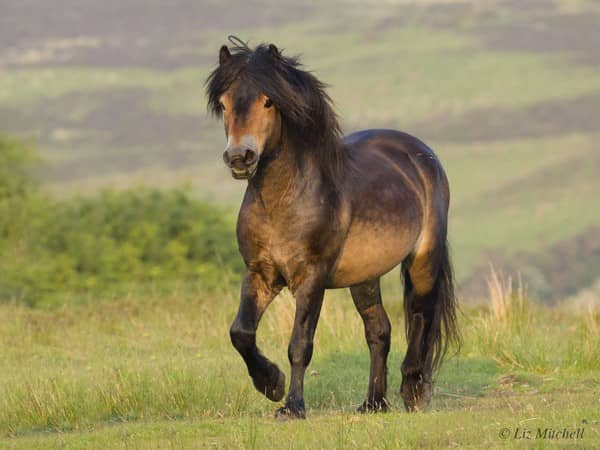 Exmoor Ponies