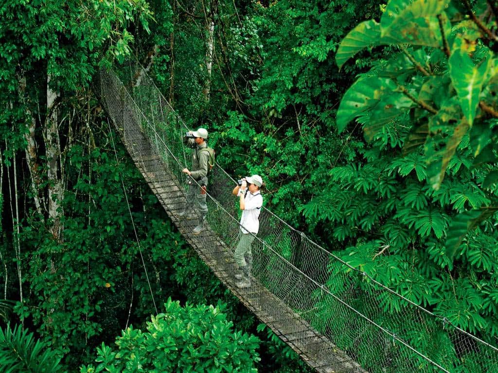 Canopy Walkways