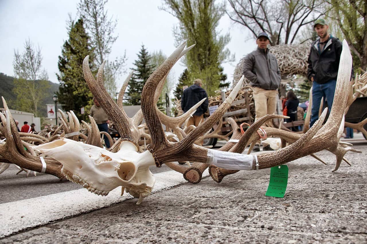 Spring Shed Antler Auctions