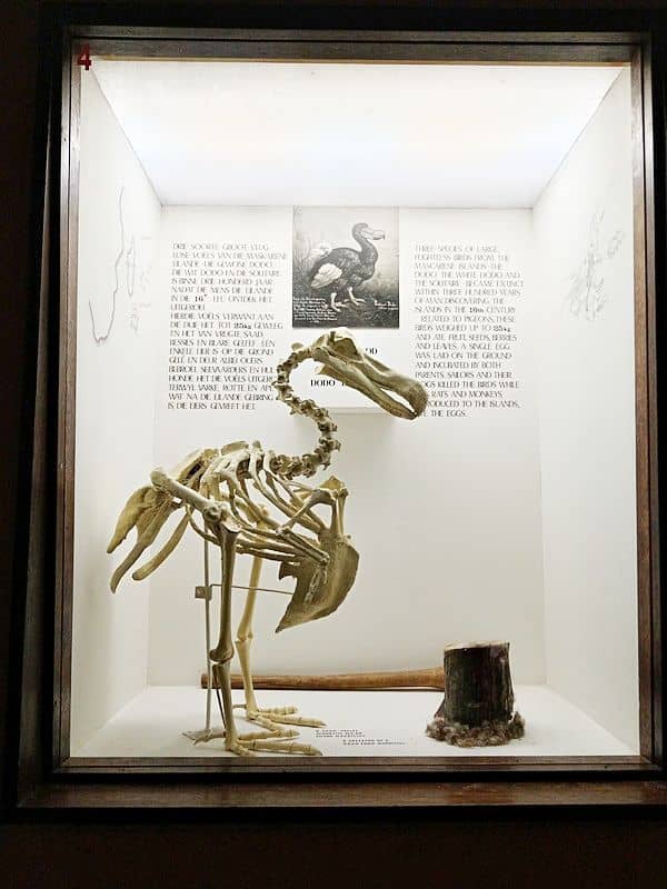 Bird Collection