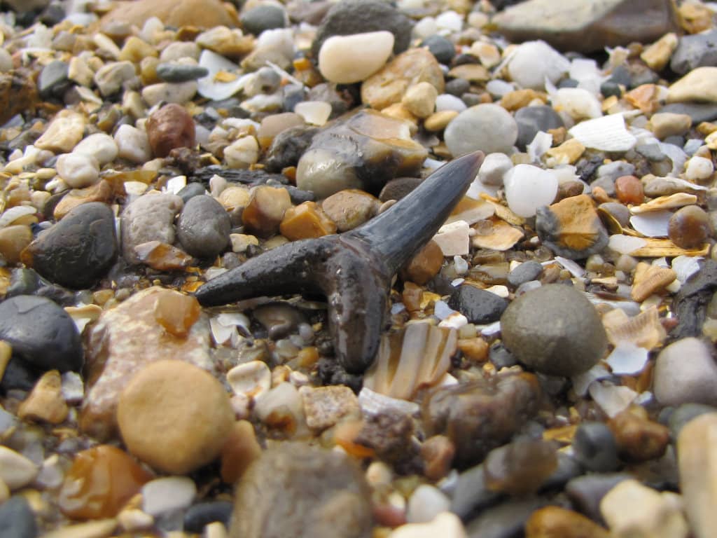 Fossil Hunting on the Beach