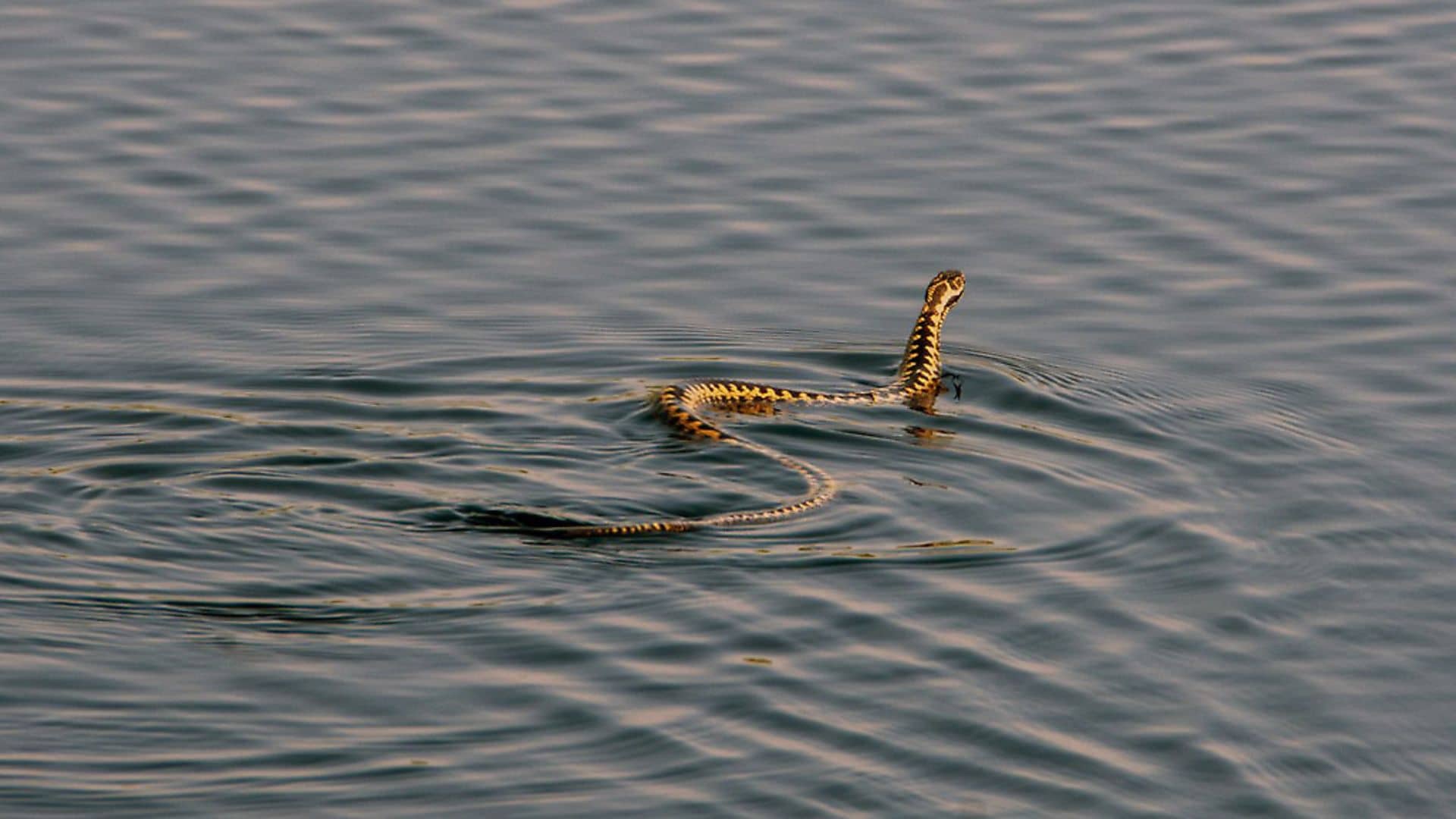 Adder Sightings