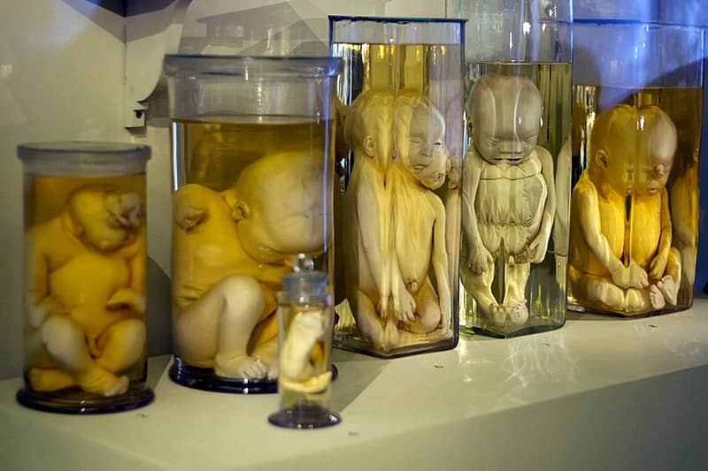 Peter the Great's Personal Collection