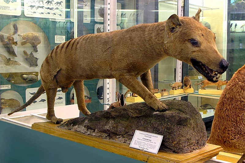 Extinct Species Collection