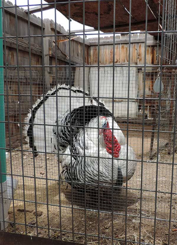 Petting Zoo Encounters