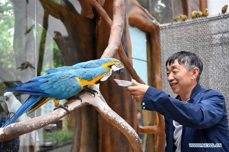Interactive Bird Aviary