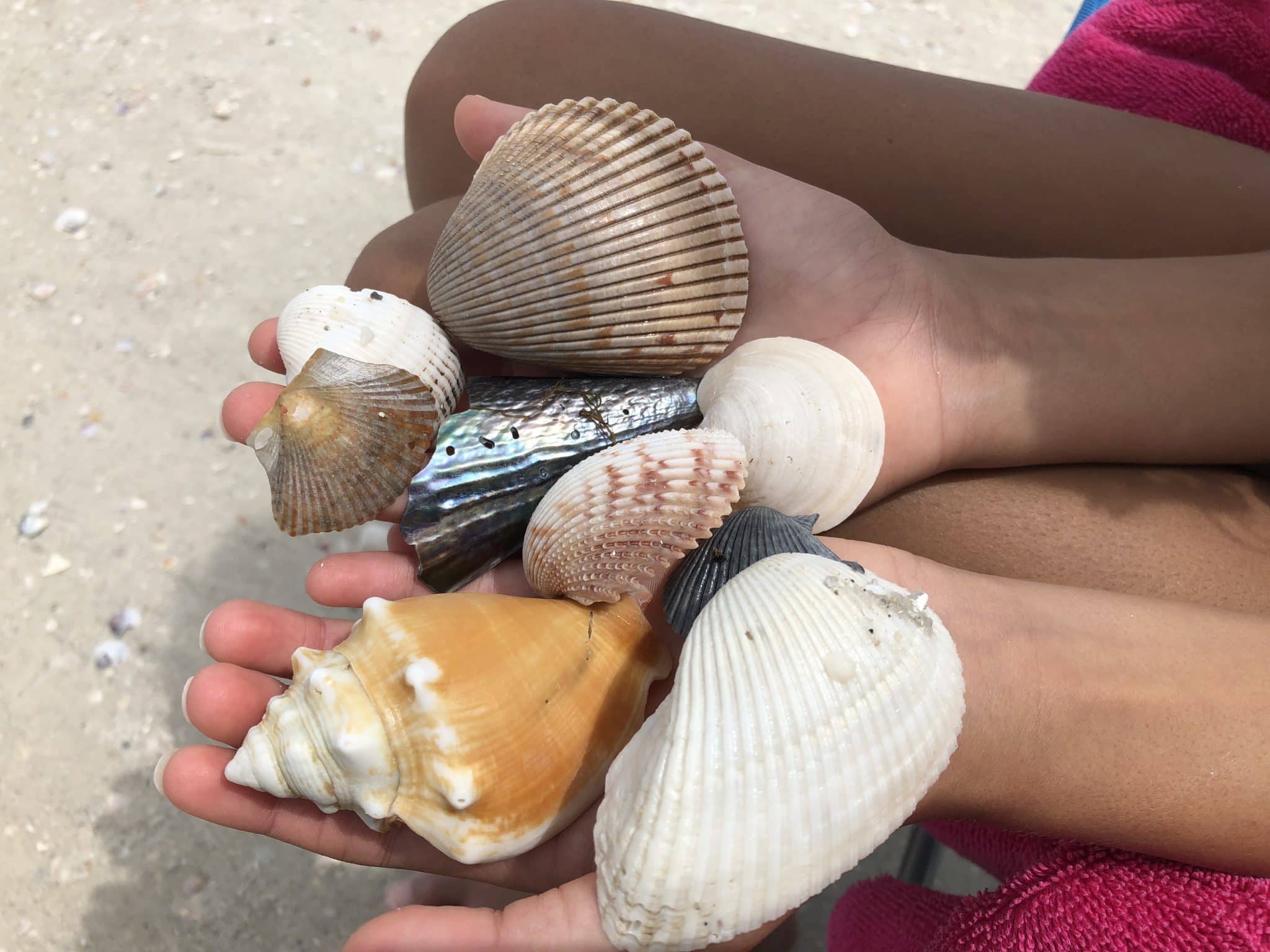 Abundant Shelling Opportunities