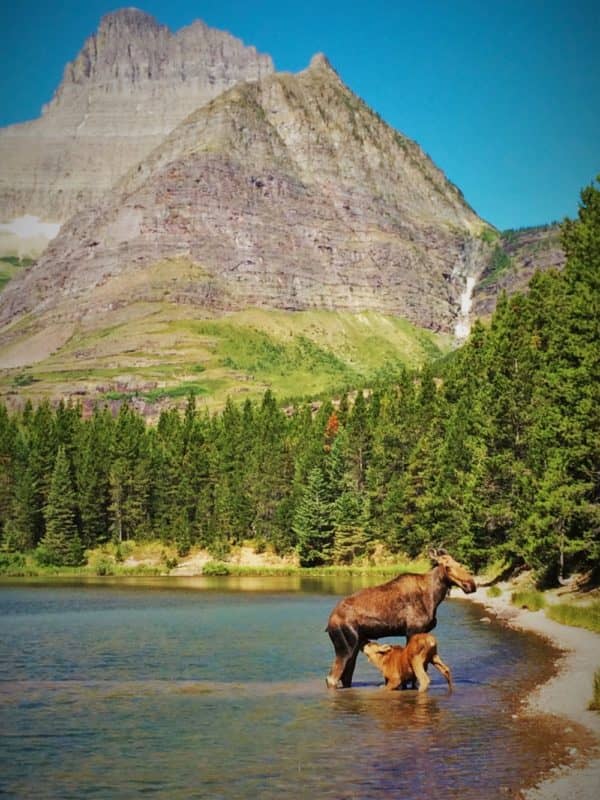 Fishercap Lake Moose Sighting