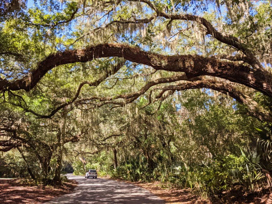 Spanish Moss-Draped Avenue