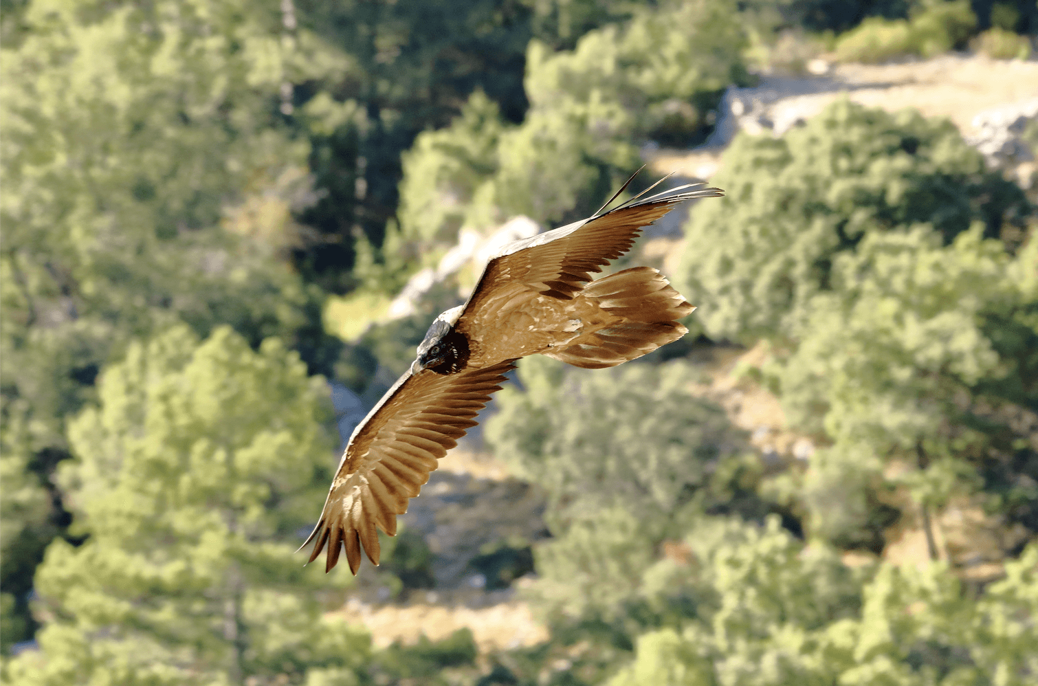 Vulture Spotting