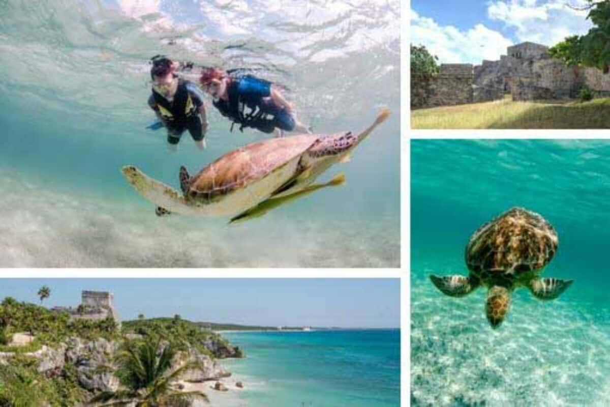 Marine Life Encounters