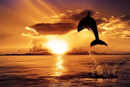 Sunset Spectacle