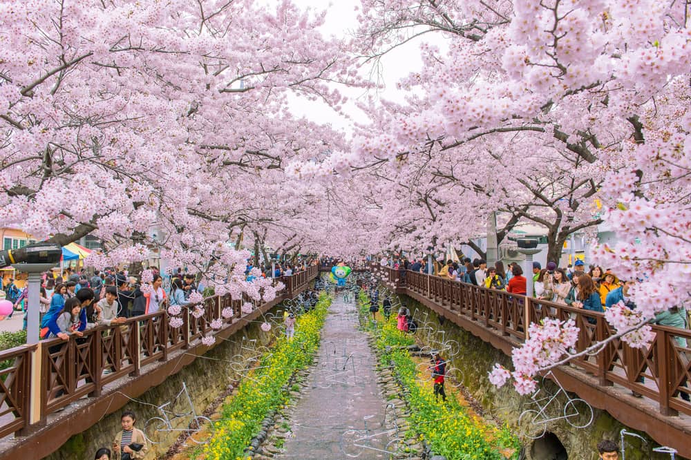 Sakura Blossom Spectacle