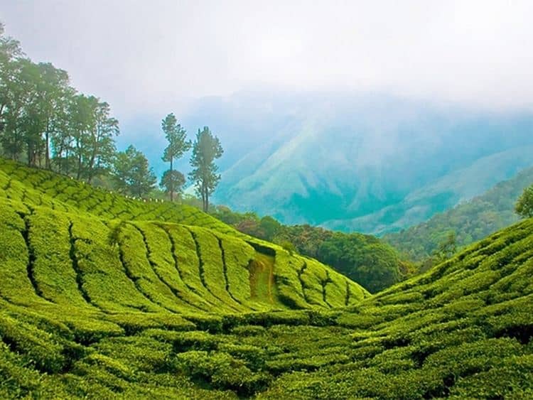 Cardamom Plantations